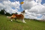 Frisbeeweb
