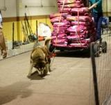 Weight_pull_web