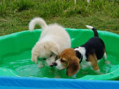 puppyschool1